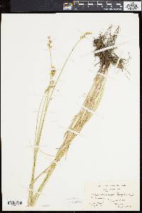 Carex cumulata image