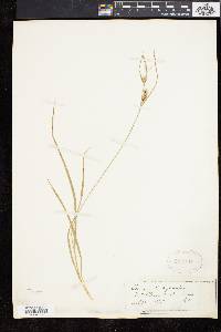 Carex dasycarpa image