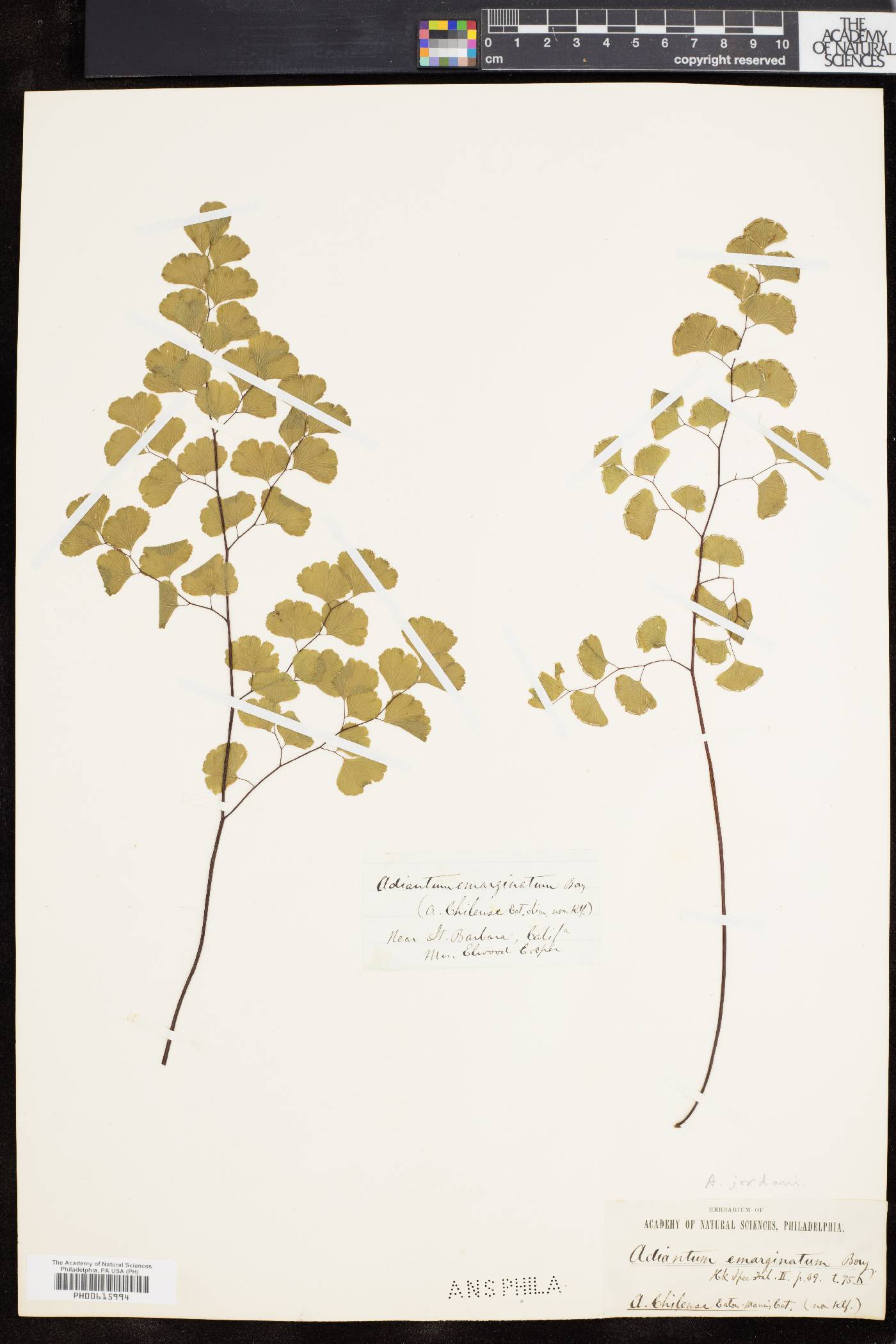 Adiantum jordanii image