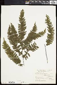 Adiantum tetraphyllum image