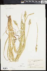 Carex conjuncta image