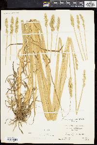 Carex conjuncta image