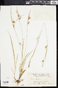 Carex conoidea image