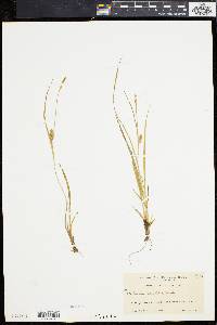 Carex conoidea image