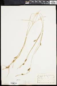 Carex conoidea image