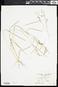 Carex conoidea image