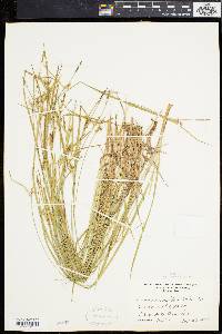 Carex conoidea image