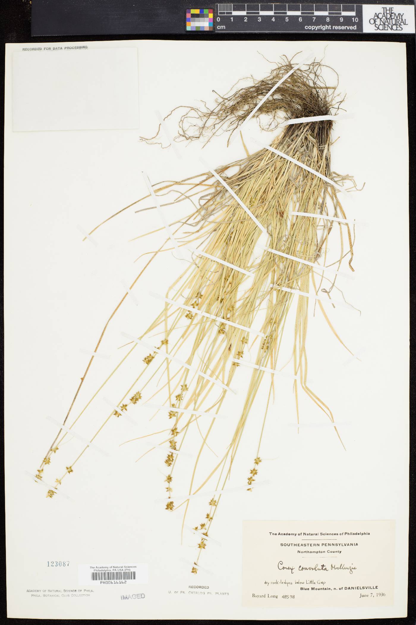 Carex convoluta image
