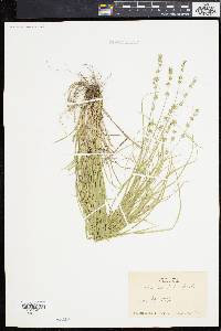 Carex convoluta image