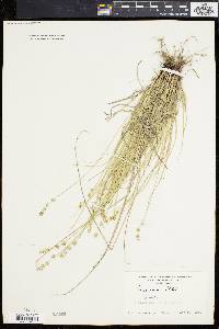 Carex convoluta image