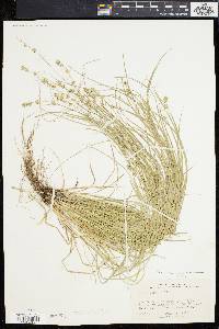 Carex convoluta image