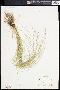 Carex convoluta image