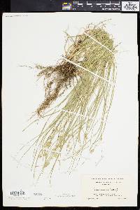 Carex convoluta image