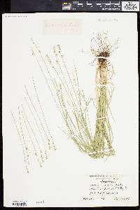 Carex convoluta image