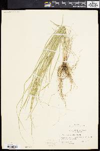 Carex convoluta image