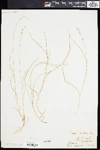 Carex convoluta image