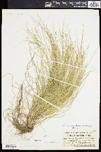 Carex convoluta image