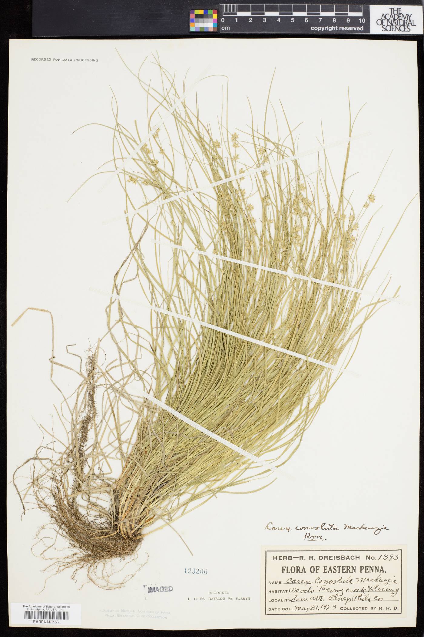 Carex convoluta image