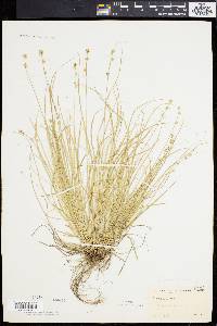 Carex convoluta image