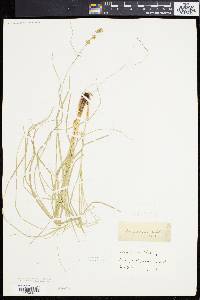 Carex convoluta image