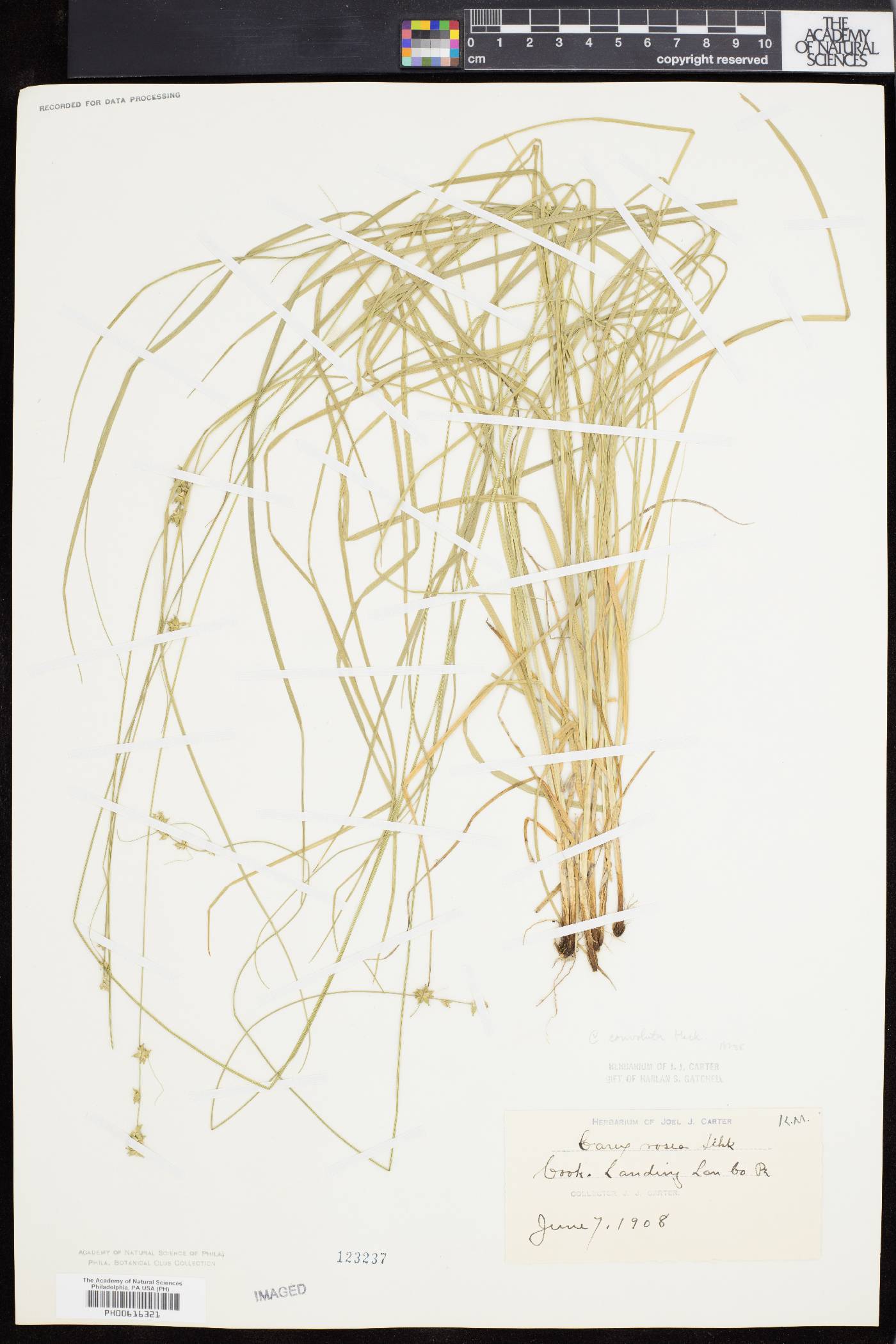 Carex convoluta image