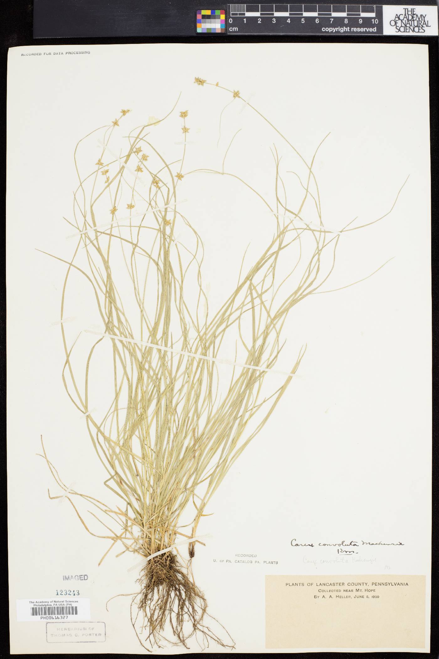 Carex convoluta image