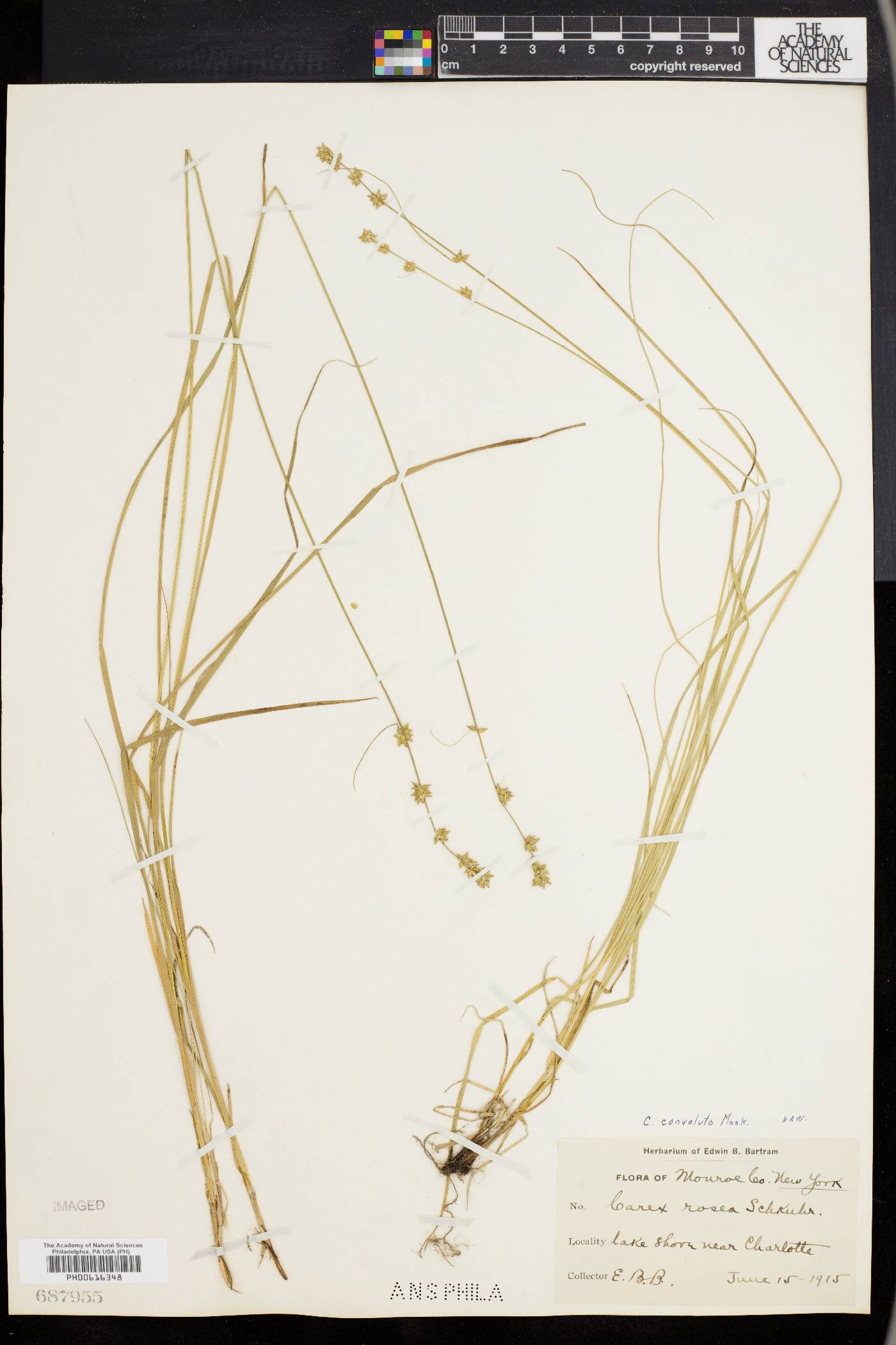 Carex convoluta image