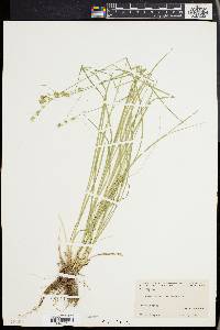 Carex convoluta image