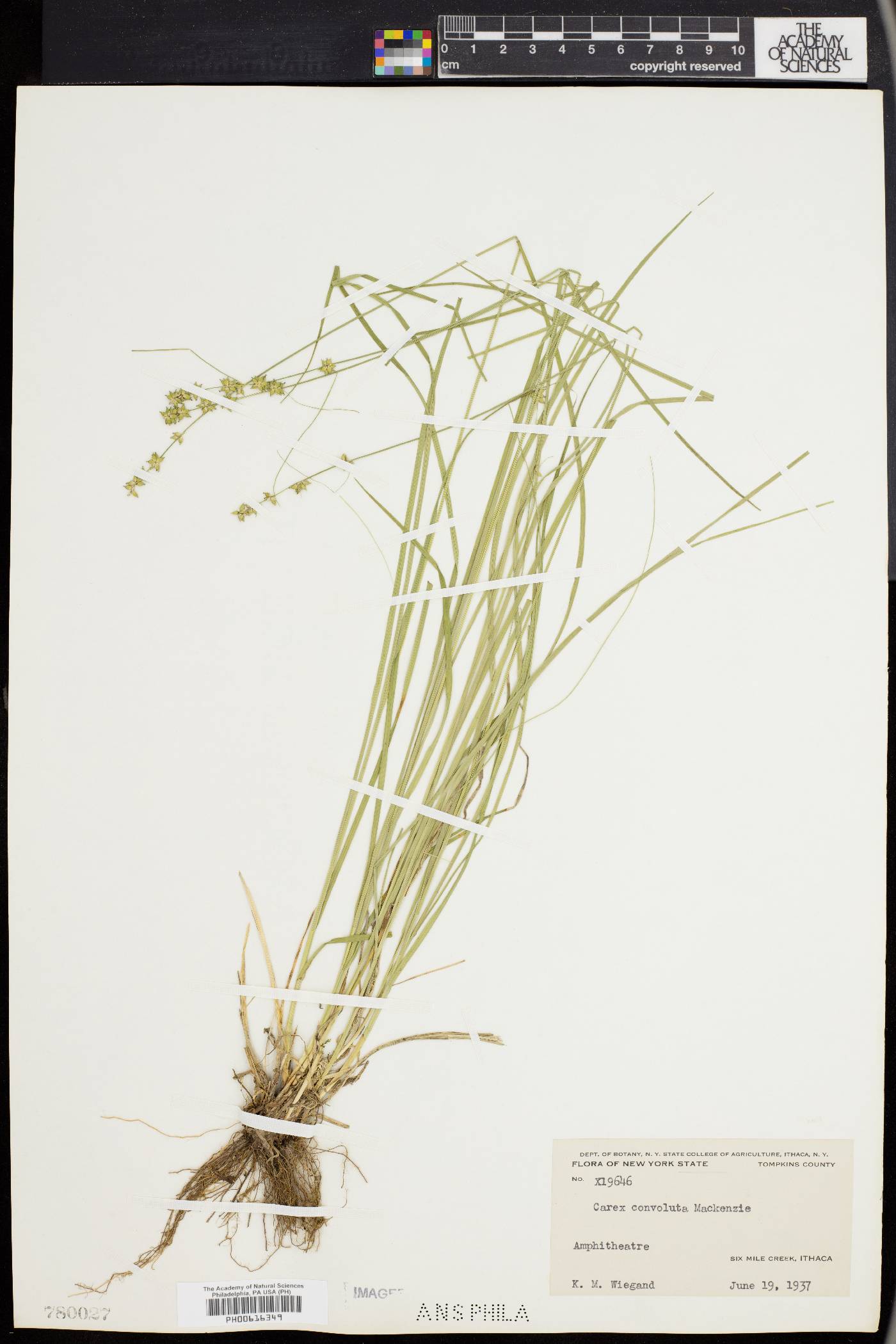 Carex convoluta image