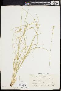 Carex convoluta image