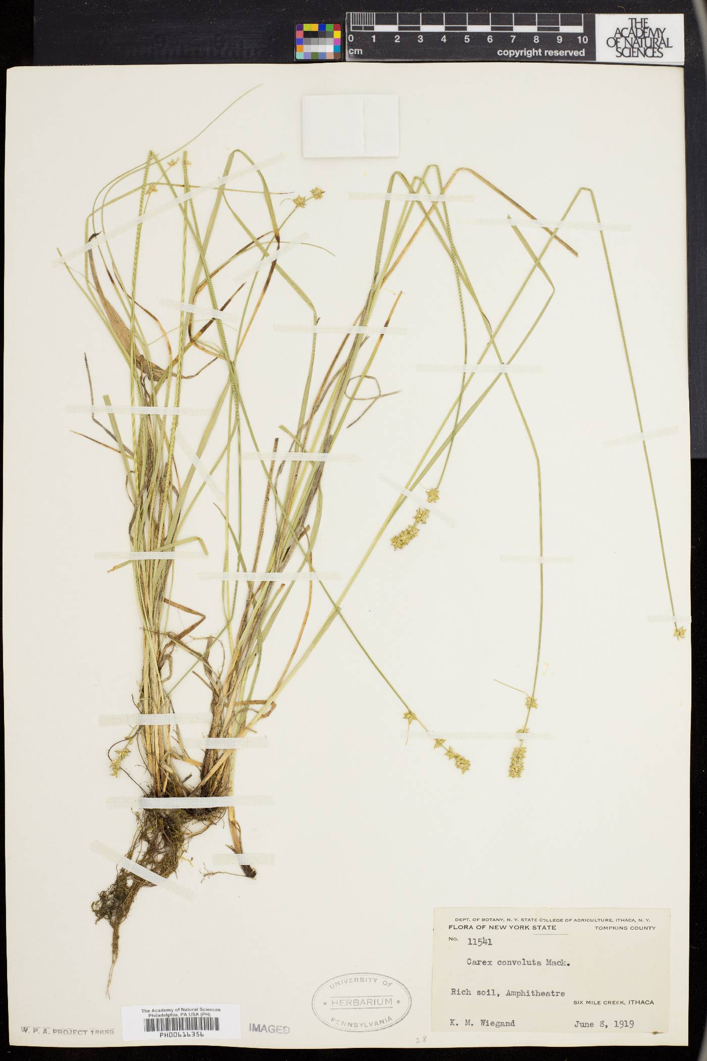 Carex convoluta image