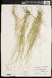 Carex convoluta image