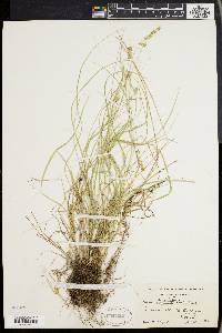 Carex convoluta image