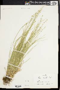 Carex convoluta image
