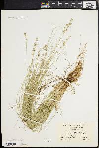 Carex convoluta image