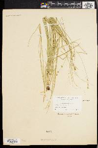 Carex convoluta image