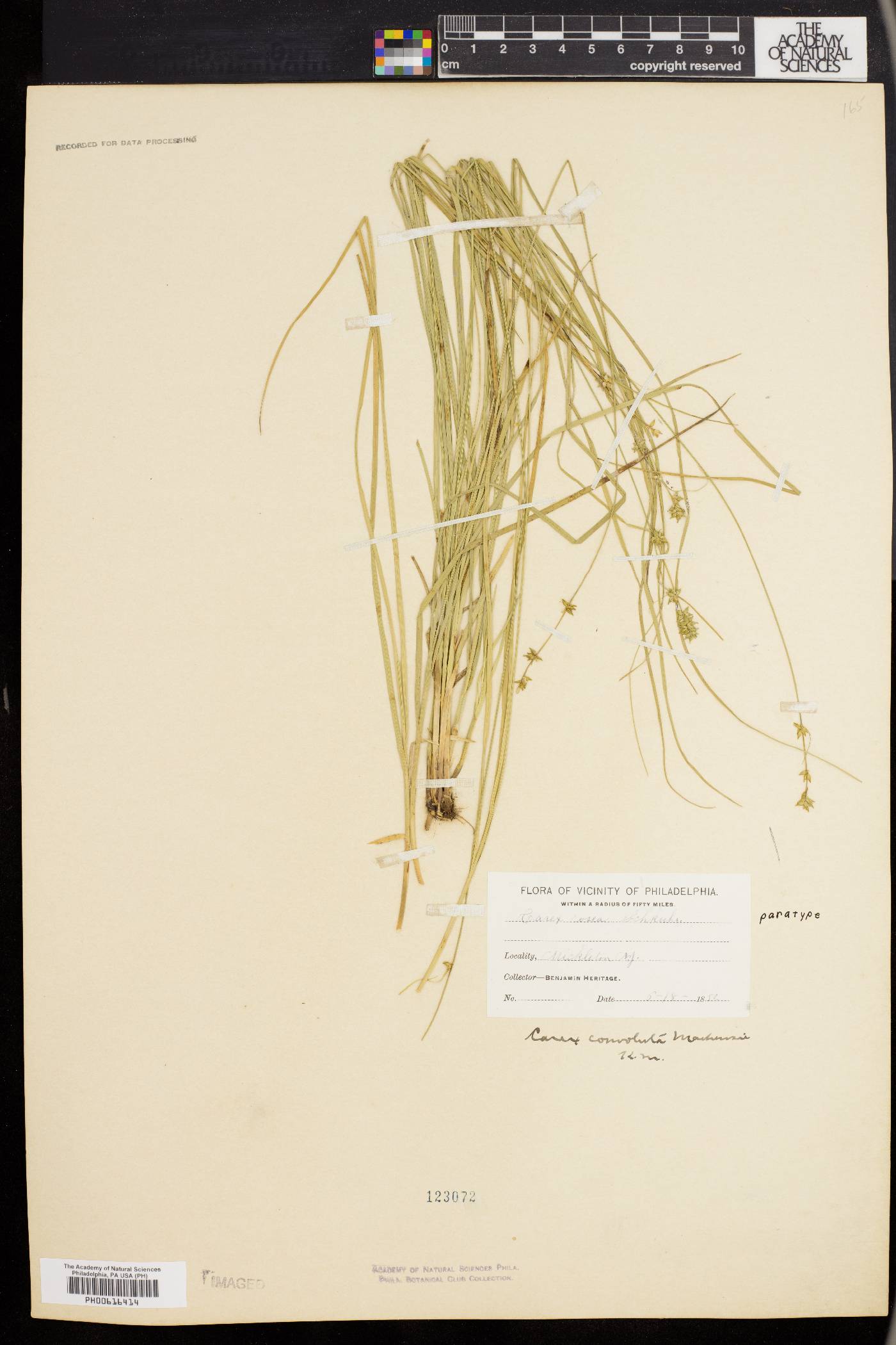 Carex convoluta image