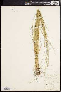 Carex convoluta image