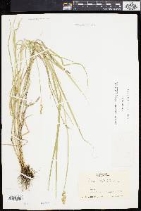 Carex cristatella image