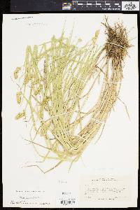 Carex cristatella image