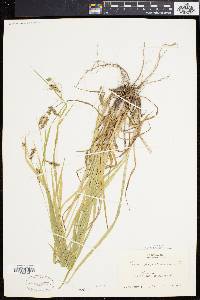 Carex davisii image