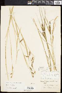 Carex davisii image