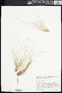 Carex eburnea image