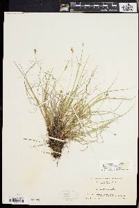 Carex emmonsii image