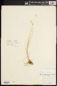 Carex echinata image