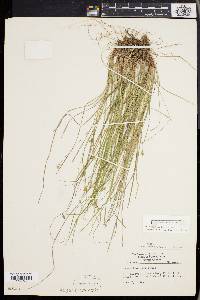 Carex emmonsii image