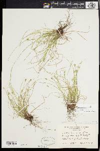 Carex emmonsii image