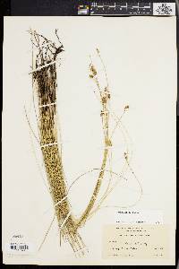 Carex exilis image