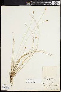 Carex exilis image