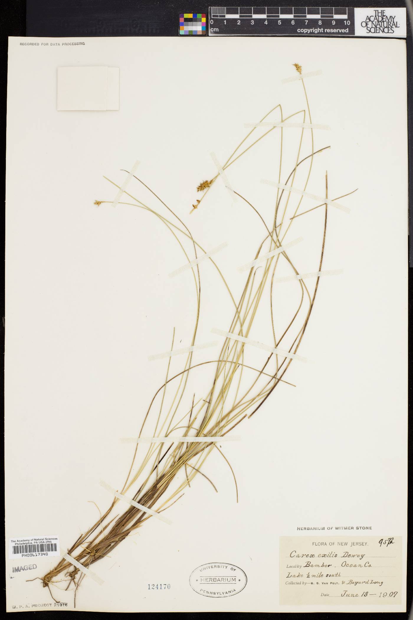 Carex exilis image